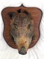 Wildschwein präparat kopf gebraucht kaufen  Berlin