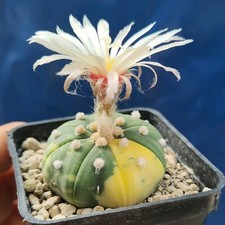 Astrophytum nudum nishiki usato  Tramonti