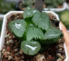 Haworthia mutant Ice City híbrido (janela completa) comprar usado  Haworthia mutant Ice City híbrido (janela completa) comprar usado  Enviando para Brazil