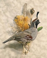 Handsome gambels quail for sale  Fairbanks