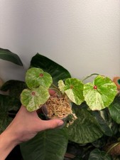 Begonia rouge variegated for sale  Atlanta