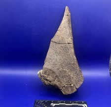dinosaur head for sale dinosaur head for sale Nebo