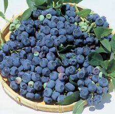 Blueberry bush bluejay for sale  SPALDING