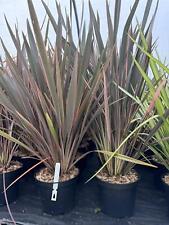 Phormium sundowner evergreen for sale  KING'S LYNN