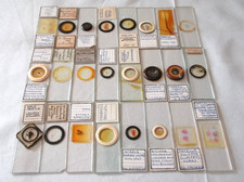 Usado, 24 LÂMINAS DE MICROSCÓPIO VINTAGE. VITORIANO E POSTERIOR. INSETOS, HISTOLOGIA, ALGAS ETC. comprar usado  Enviando para Brazil