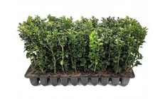 Boxwood green mountain for sale  USA