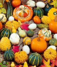 zucca ornamentali usato zucca ornamentali usato Roma