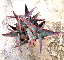 Aloe purple people for sale  San Marcos