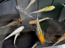 Medaka eier reisfische gebraucht kaufen  Radevormwald