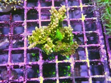Acropora coral wysiwyg for sale  CLACTON-ON-SEA