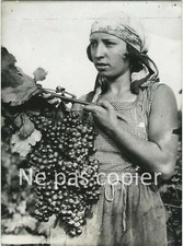 Roussillon vendanges 1949 d'occasion  Paris V