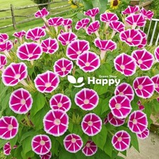 Morning glory ipomoea for sale  DONCASTER