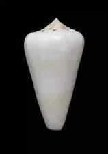 Conchiglia shell conus usato  San Cesareo