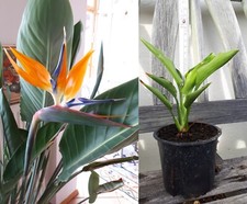 Strelitzie paradiesvogelblume  gebraucht kaufen  Saaldorf-Surheim