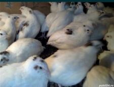 Jumbo white quail for sale  SCUNTHORPE