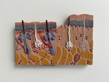 Anatomical model skin for sale  LONDON