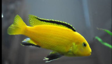 Gallon mubuna cichlids for sale  Glendale