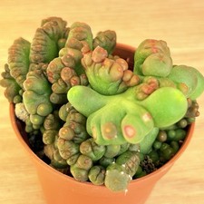 Euphorbia sp. mostruosa usato  Baranzate