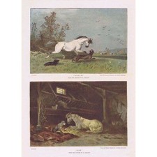 Horses youth old for sale  GLASGOW