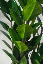 Pianta zamioculcas zamilifolia usato  Maddaloni