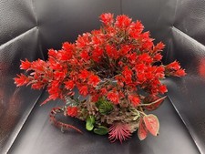 Aquarium bonsai red for sale  CARMARTHEN