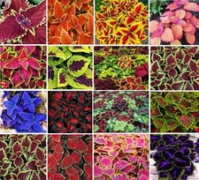 Coleus mixed colours for sale Coleus mixed colours for sale  BROCKENHURST