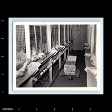 Vintage photo chicken for sale  Grass Valley