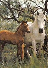 Camargue jument poulain d'occasion  France