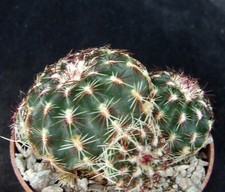 Echinocereus viridiflorus choi for sale  EASTBOURNE