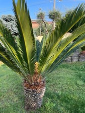 Cycas usato  Roma