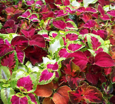 200 coleus seeds for sale  BASILDON