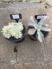 cactus collection for sale cactus collection for sale SHEFFIELD