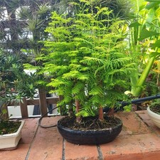 Bonsaï metasequoia d'occasion  Nice-