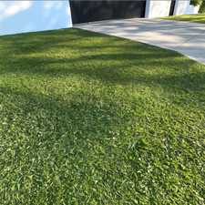 Premium buffalo grass for sale  Spring Lake
