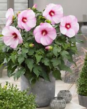 Hibiscus mos cloudy gebraucht kaufen  Wuppertal