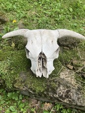 Real taxidermy buffalo for sale  New Paltz