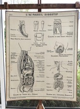 Ancienne affiche scolaire d'occasion Ancienne affiche scolaire d'occasion  Saint-Brieuc