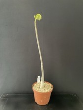 Rare plante caudex d'occasion  Aire-sur-l'Adour