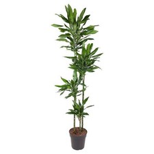 Drachenbaum dracaena janet gebraucht kaufen  Düsseldorf