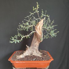 Pre bonsai esemplare usato  San Pancrazio Salentino