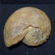 Timanites komioceras fossile usato  Italia