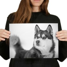 Siberian husky dog for sale  SELBY