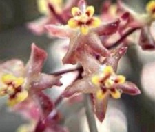 E1219 rare hoya for sale  Hockley