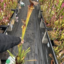 giant hybrid for sale giant hybrid for sale  MIRFIELD