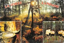 Forêt landes wader d'occasion  France
