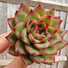 Echeveria succulent rooted for sale  LONDON