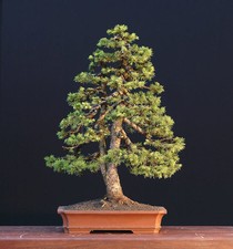 Norway spruce bonsai for sale  GALASHIELS