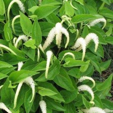Lizard tail plants for sale  Lumberton