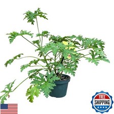 Live citronella wards for sale  San Jose