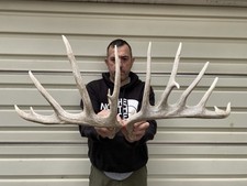 mounted antlers for sale mounted antlers for sale Delphos